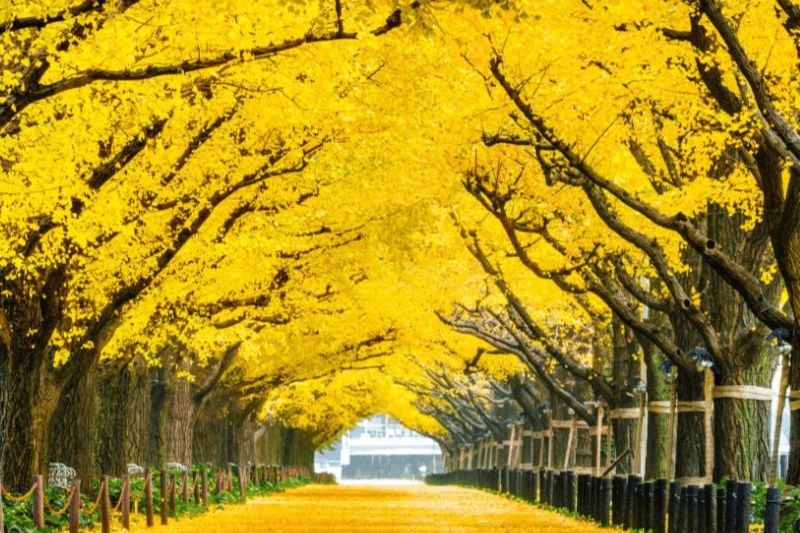 Autumn in Korea is always as romantic as colorful movies